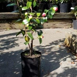 Planter Bags (PBS)/Sprayguards 200X200X420-125 BLACK PB28 - Flexoplas