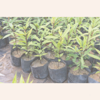 Planter Bags & Sprayguard NZ